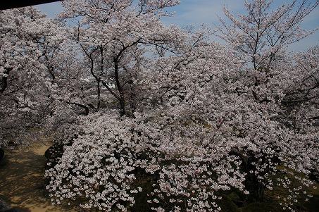 長局から見た西の丸庭園の桜