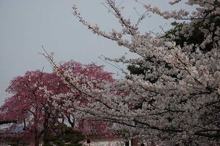 西の丸庭園の桜