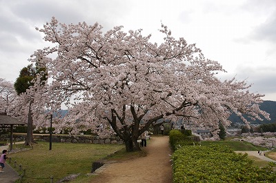 二の丸の桜