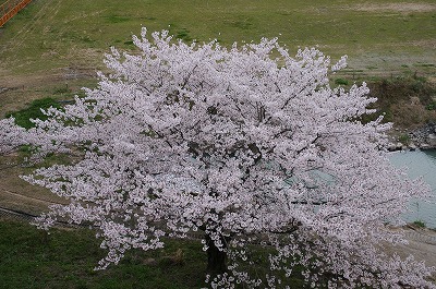 二の丸から見た内濠に咲く桜