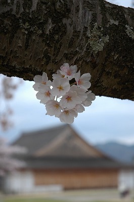 篠山城跡の桜