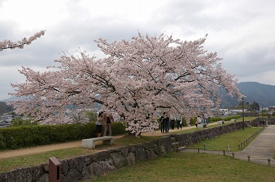 二の丸庭園の桜
