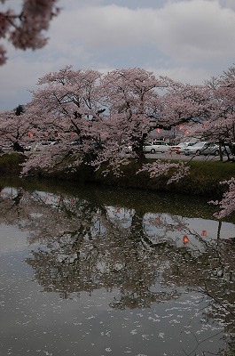 北外濠の桜