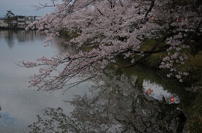 北外濠の桜