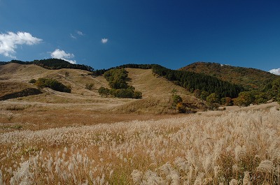 ススキの草原