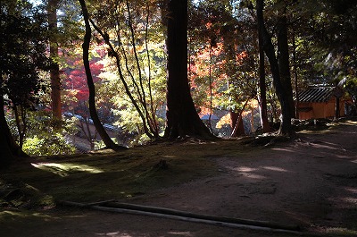 瑞光院の紅葉と苔の道