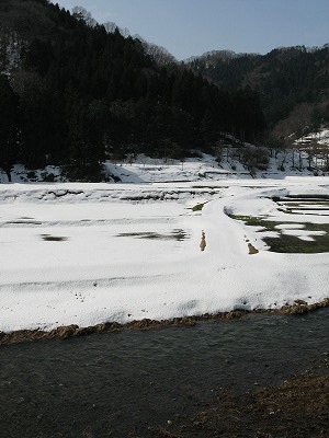 竹野川沿いの雪景色