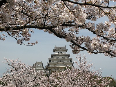 桜の中の姫路城