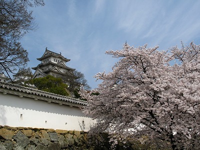 葵の門前の桜
