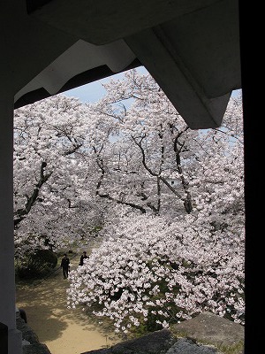 長局から見た西の丸庭園の桜