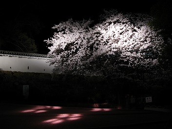 姫路城夜桜会「花あかり」