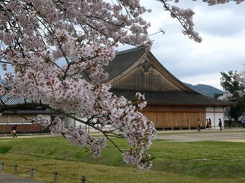 大書院と桜