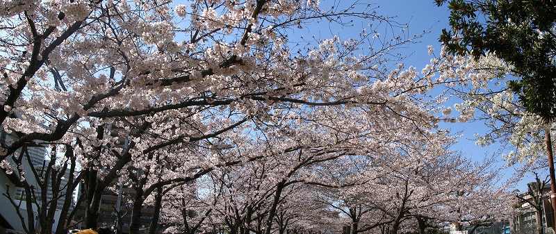 上ヶ池公園桜並木