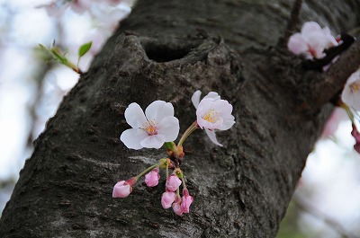 石ヶ谷公園の桜