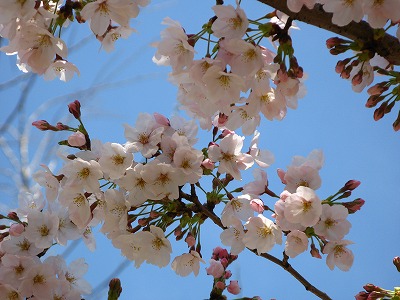 上ヶ池公園の桜
