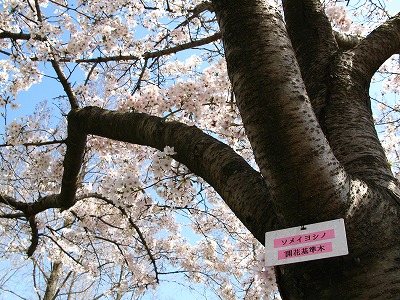 花と緑の学習園の桜