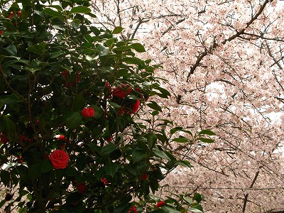 石ヶ谷公園の桜
