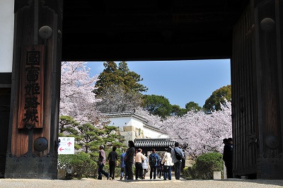菱の門からの桜