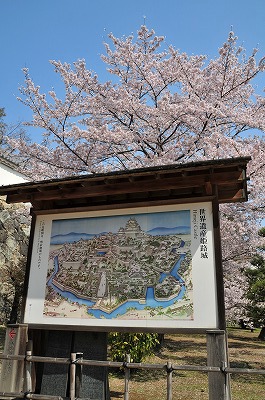 姫路城鳥瞰図と桜