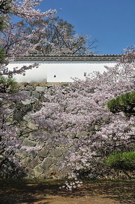 西の丸白壁と桜