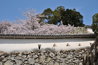 はの門前の白壁と桜