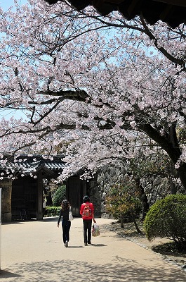 いの門と桜