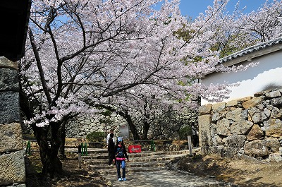 ろの門周辺の桜