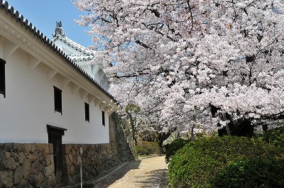 レの渡り櫓の桜