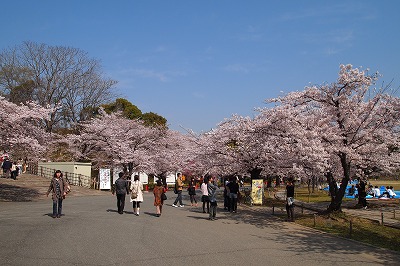 三の丸広場の桜