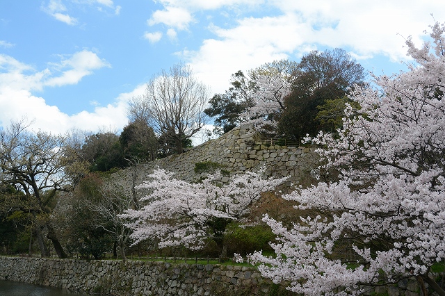 桜堀から本丸を眺める