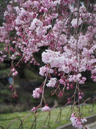 枝垂れ桜