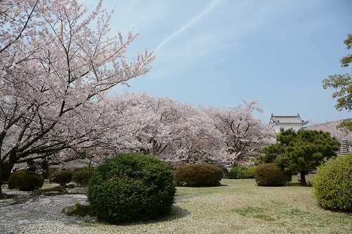 姫路城の桜　西の丸