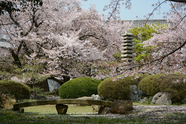 姫路城の桜　西の丸庭園