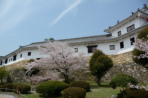 姫路城の桜　西の丸渡櫓