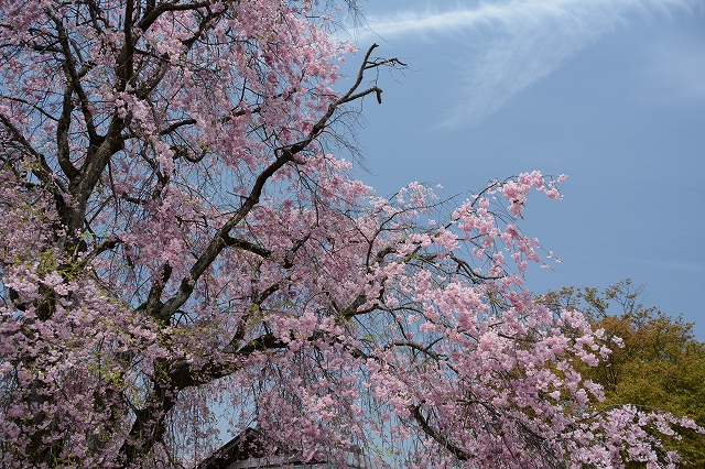 姫路城の桜
