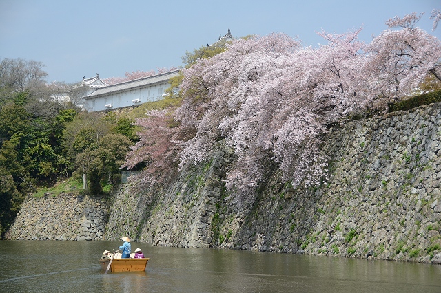 姫路城の桜と和船