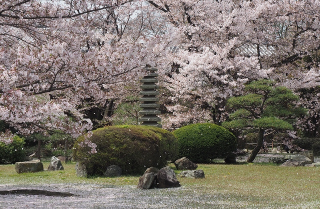 姫路城の桜　西の丸庭園