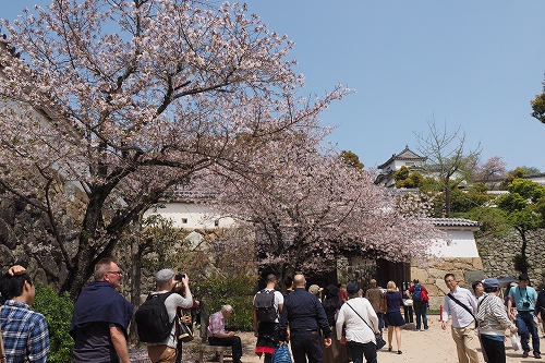 姫路城の桜　いの門