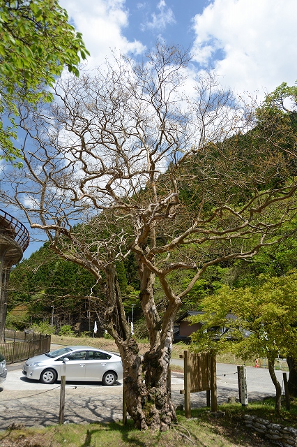 ムーセ旧居の前にある「サルスベリ」の巨木　