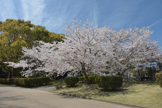 ローンボウルスコート前の桜