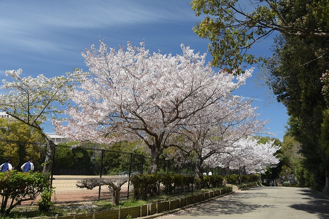 明石公園　補助競技場前の桜
