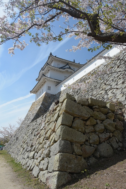明石城の桜