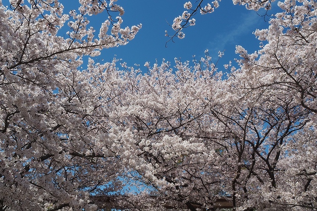 明石公園の桜