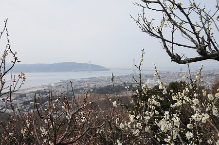 須磨浦山上遊園の梅