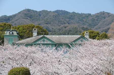 旧ハンター住宅の桜