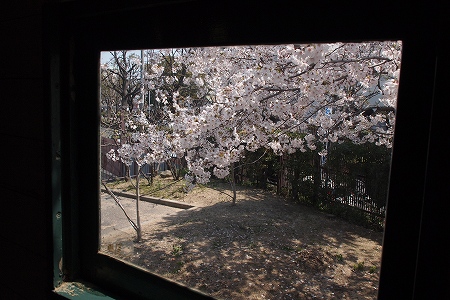 機関車と桜