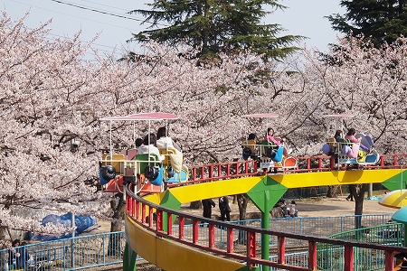 遊園地の桜