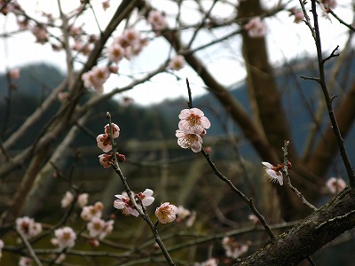 かやぶきの里の桜