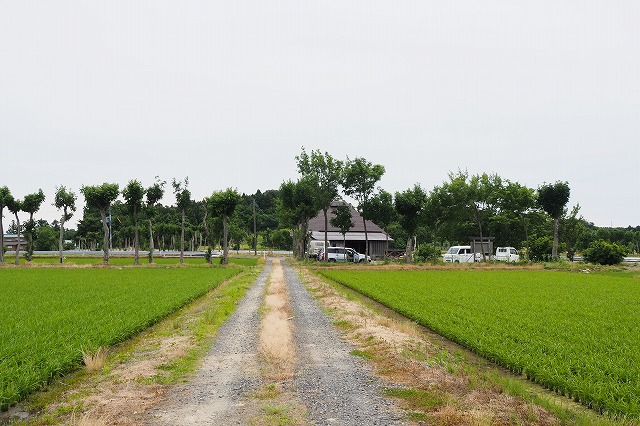 ハザ木並木０３