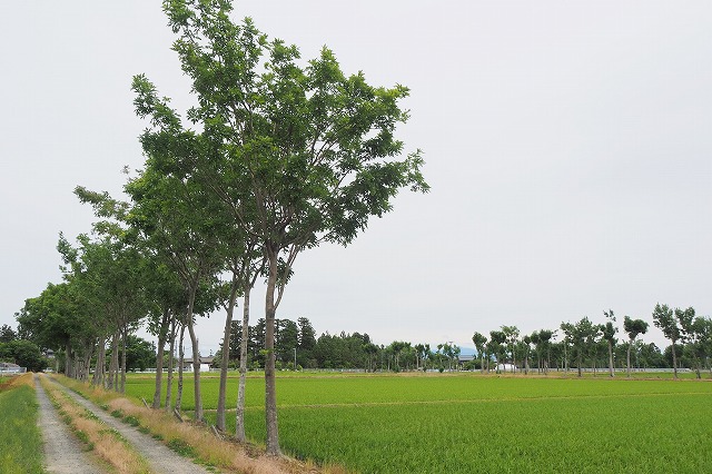 ハザ木並木０８